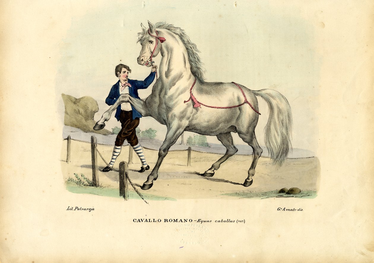 Italiensk hest, 1863-79 av Raimundo Petraroja