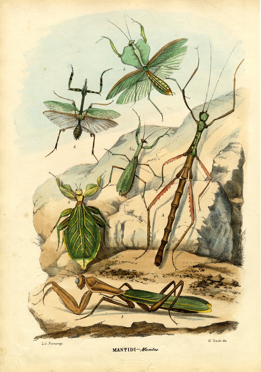 Bladinsekt, 1863-79 av Raimundo Petraroja
