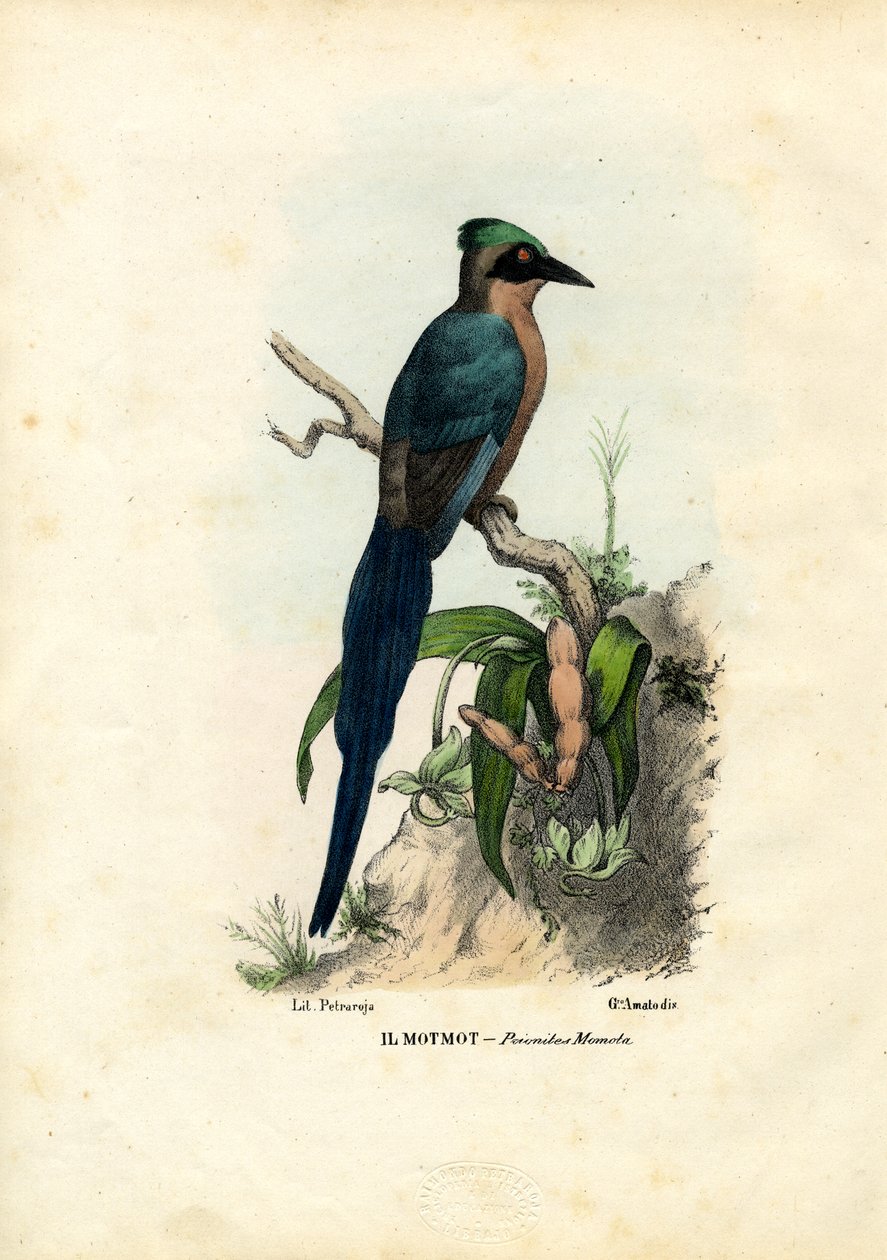 Motmot, 1863-79 av Raimundo Petraroja