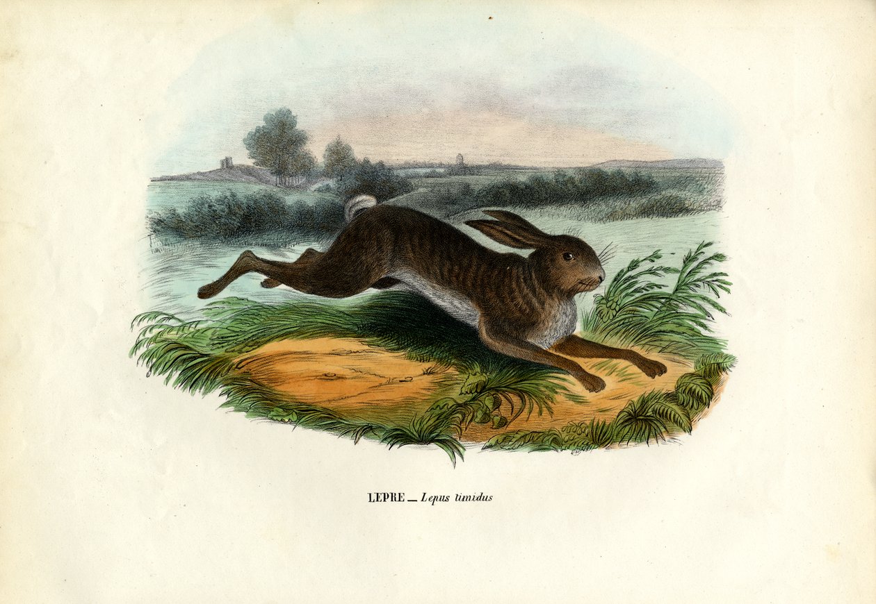 Fjellhare, 1863-79 av Raimundo Petraroja