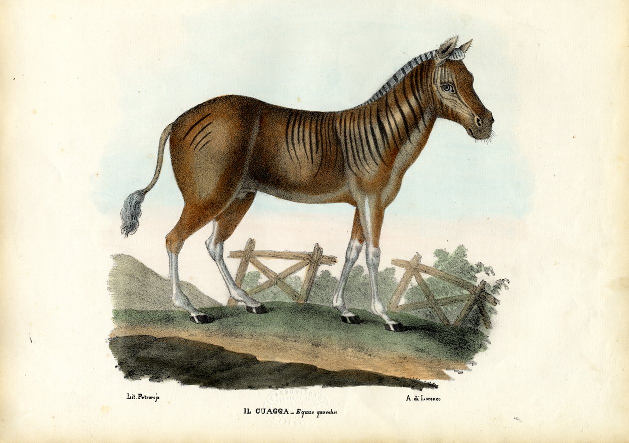 Quagga, 1863-79 av Raimundo Petraroja