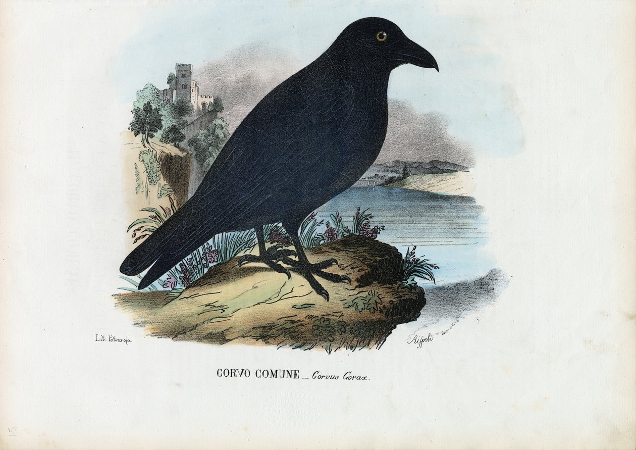 Ravn, 1863-79 av Raimundo Petraroja