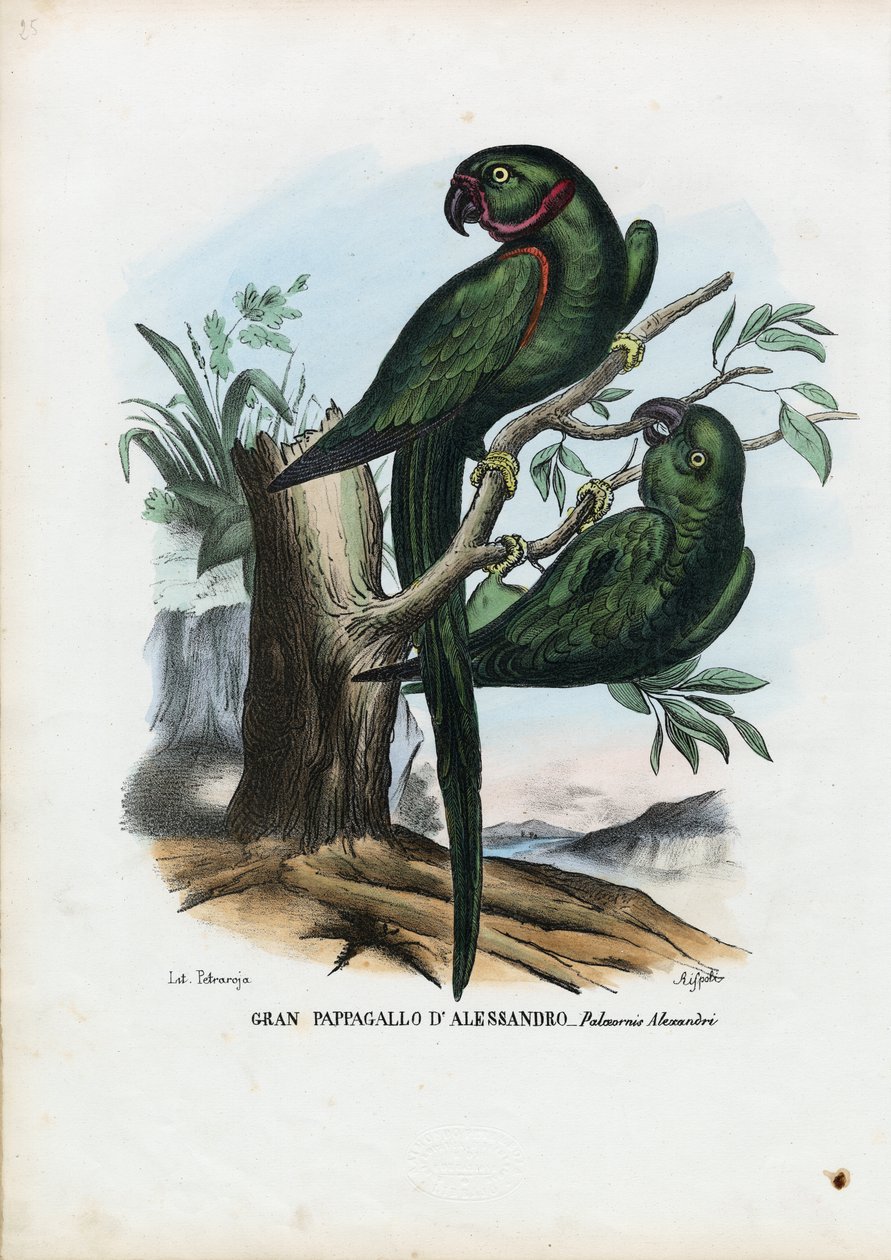 Rose-ringet parakitt, 1863-79 av Raimundo Petraroja