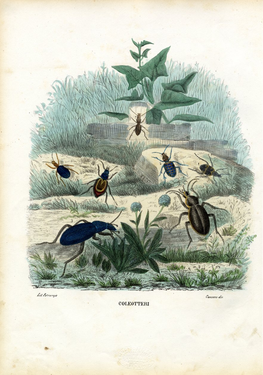 Tigre og jordbiller, 1863-79 av Raimundo Petraroja