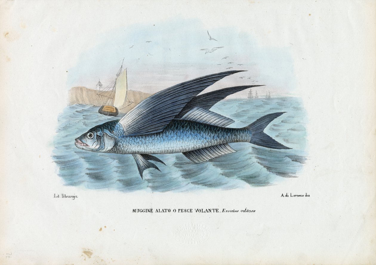 Tropisk fluefisk med to vinger, 1863-79 av Raimundo Petraroja