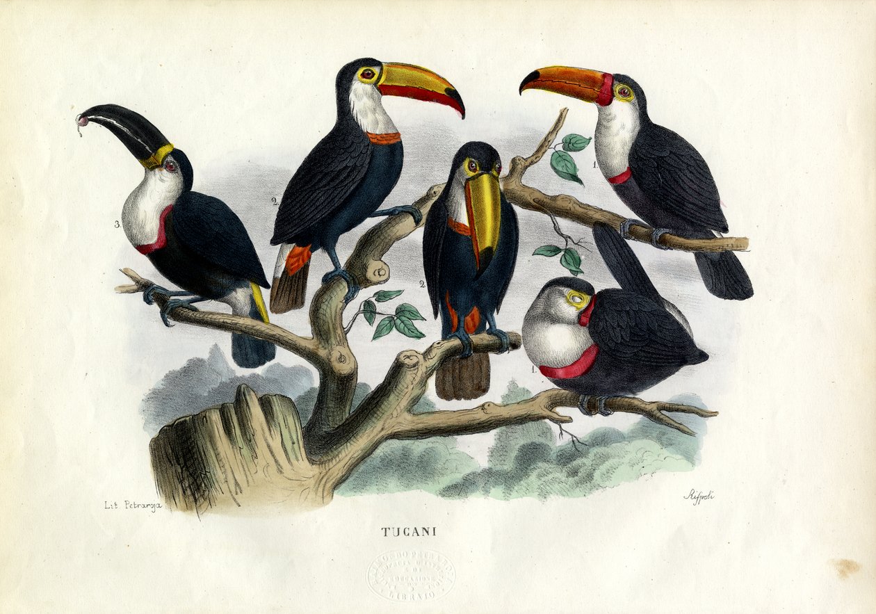 Tukaner, 1863-79 av Raimundo Petraroja
