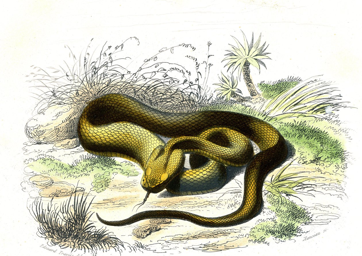 Vipere spydspiss (Cophias Lanceolatus) - Plate from Natural History av Bernard Germain de Lacepede (1856-1925), utgave P.Furme, Paris av Raimundo Petraroja