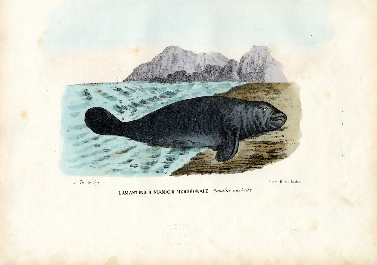 West Indian Manatee, 1863-79 av Raimundo Petraroja