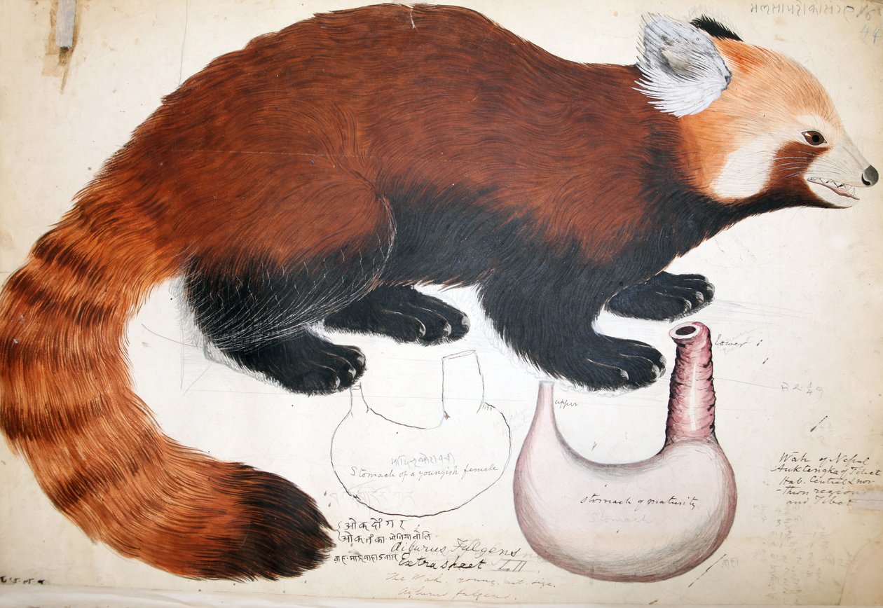 Hodgson Manuscripts Red Panda, 1831-47 (wc, penn og blekk og blyant på papir) av Raj Man Singh