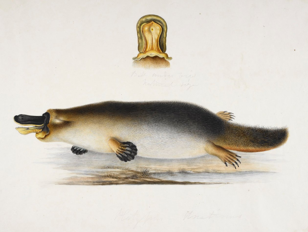 Et andnebbnebb ved et basseng, med en detalj av nebben, ca. 1820 av Ram Sita