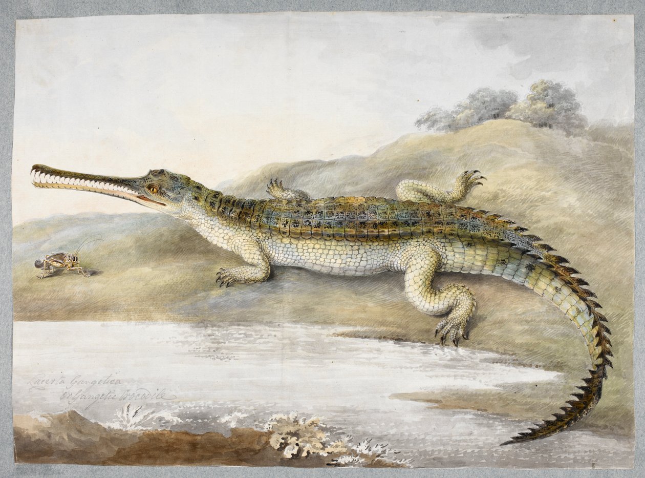 En gherial eller gangetisk krokodille ansikt til ansikt med gresshoppe, ca. 1820 (akvarell på papir) av Ram Sita