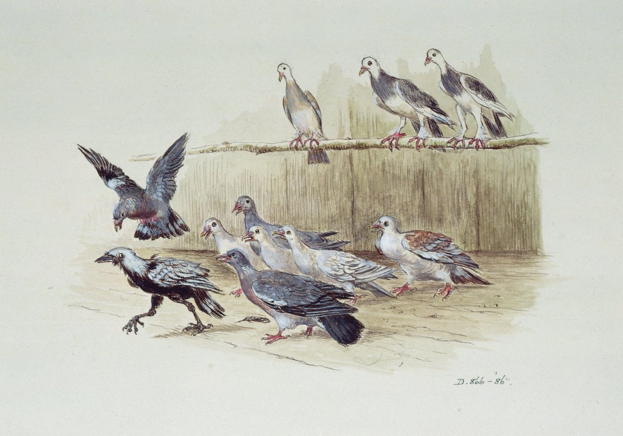 Jackdaw og duene av Randolph Caldecott