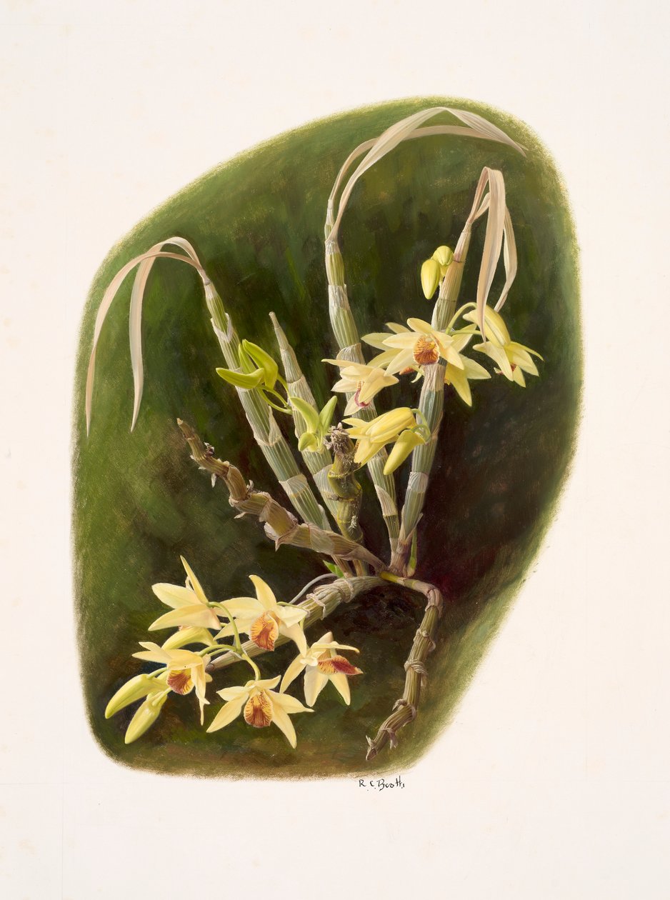 Dendrolium aureum (olje på papir) av Raymond Booth