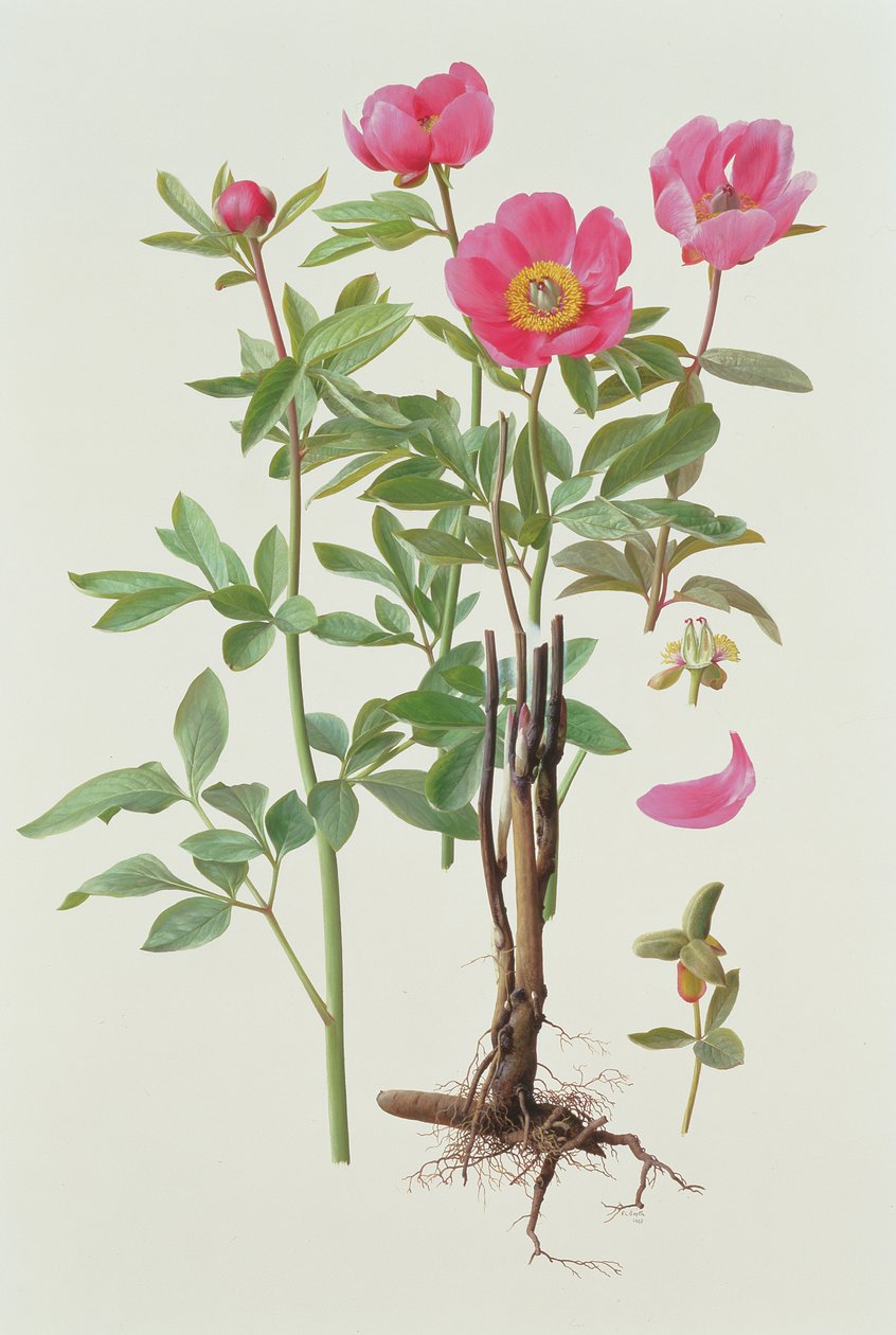  av Raymond Booth