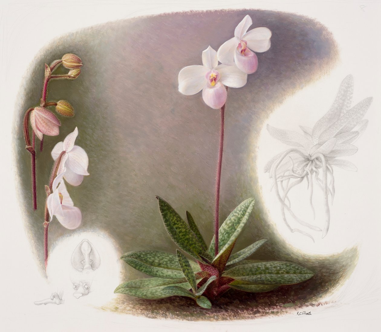  av Raymond Booth