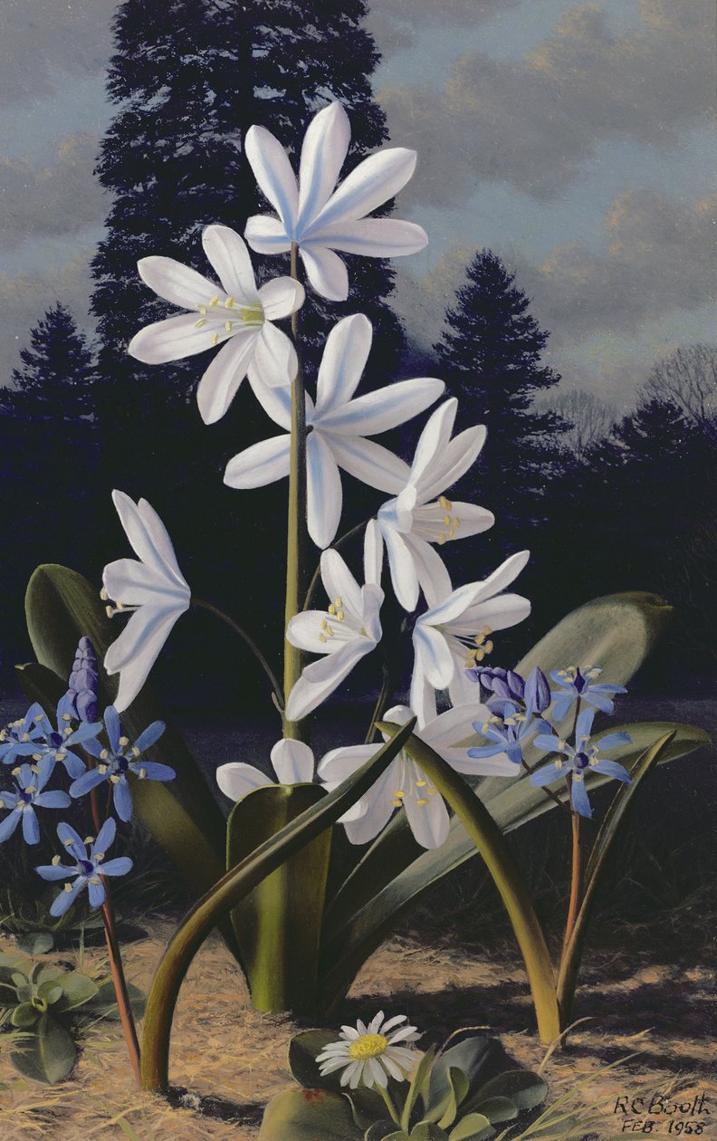 Scillas (olje på panel) av Raymond Booth