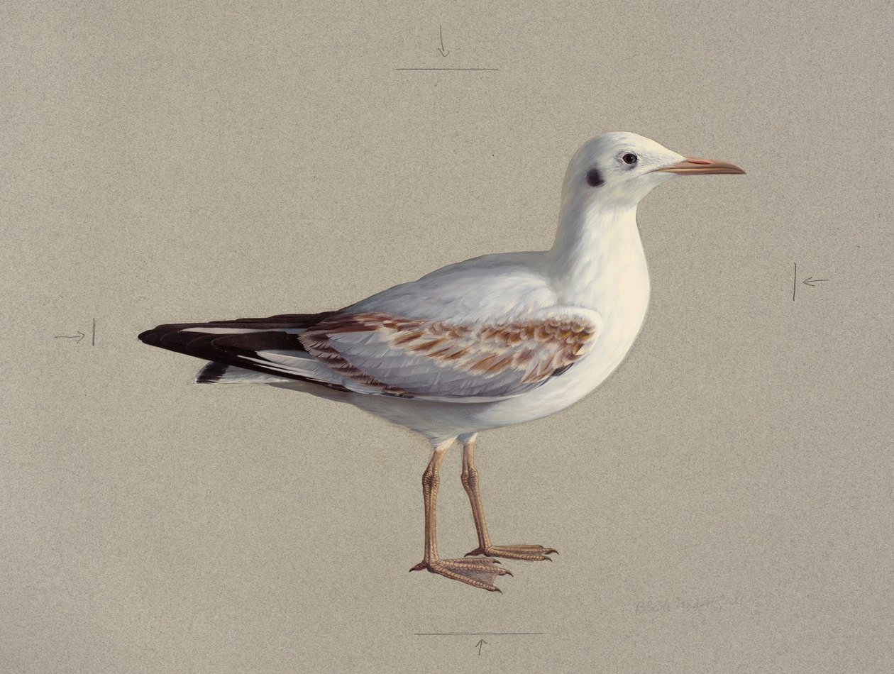  av Raymond Booth