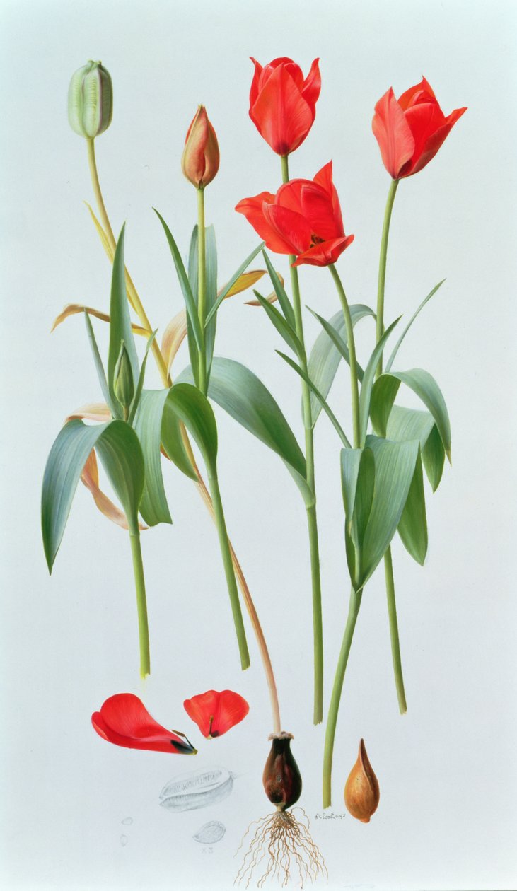  av Raymond Booth