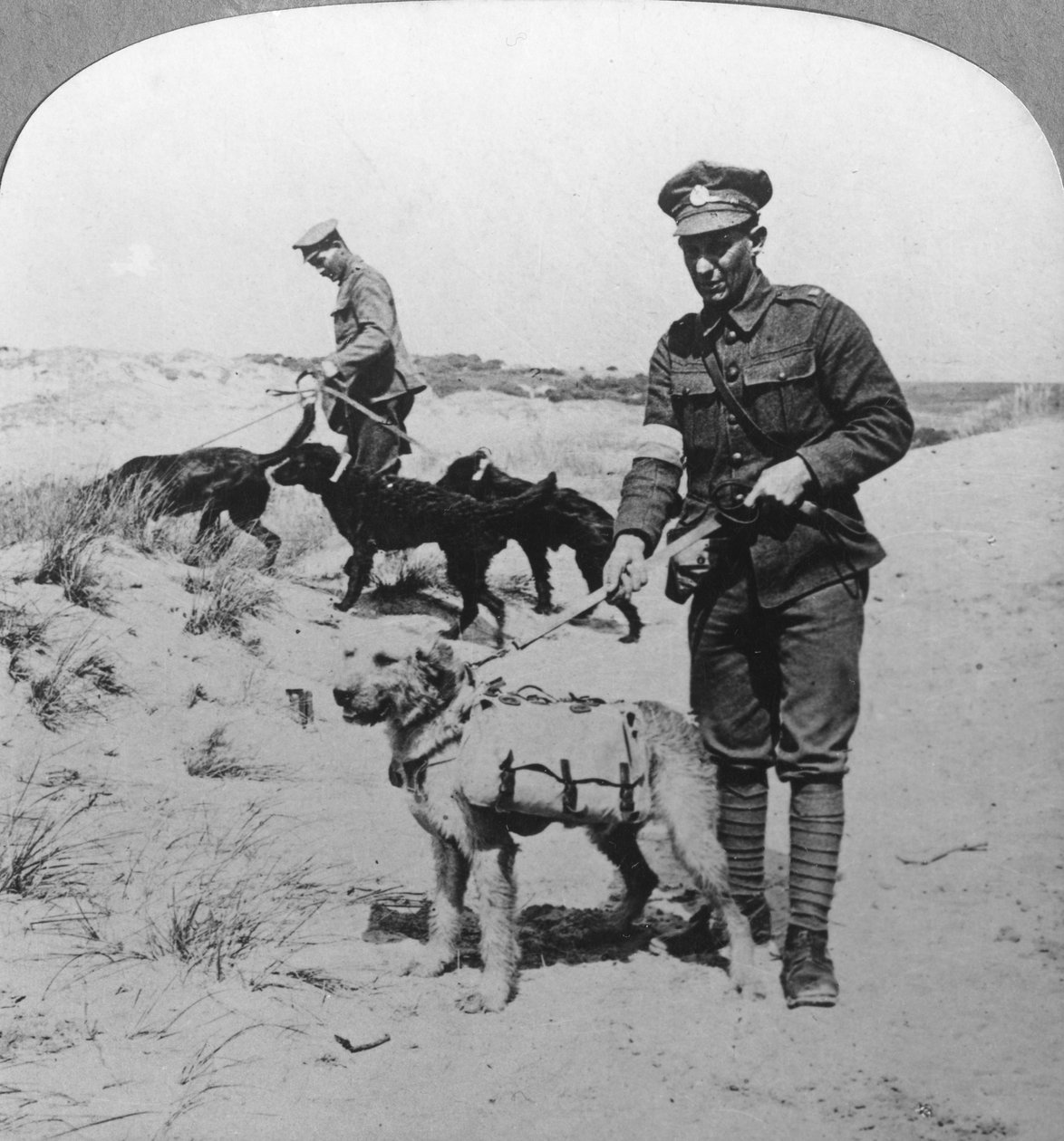 Førstehjelpshunder, første verdenskrig, c1914-c1918 av Realistic Travels Publishers
