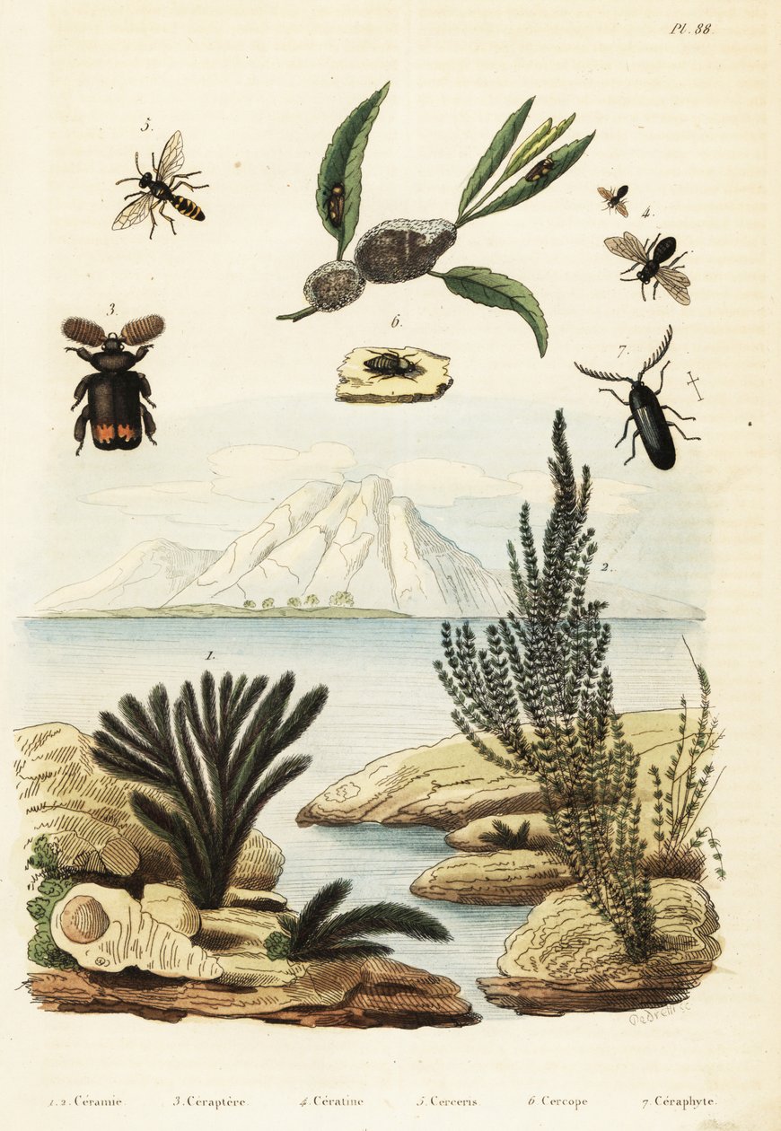 Alger, bie, veps og froskehopper., 1834-1839 (gravering) av Regina Catherine Carey