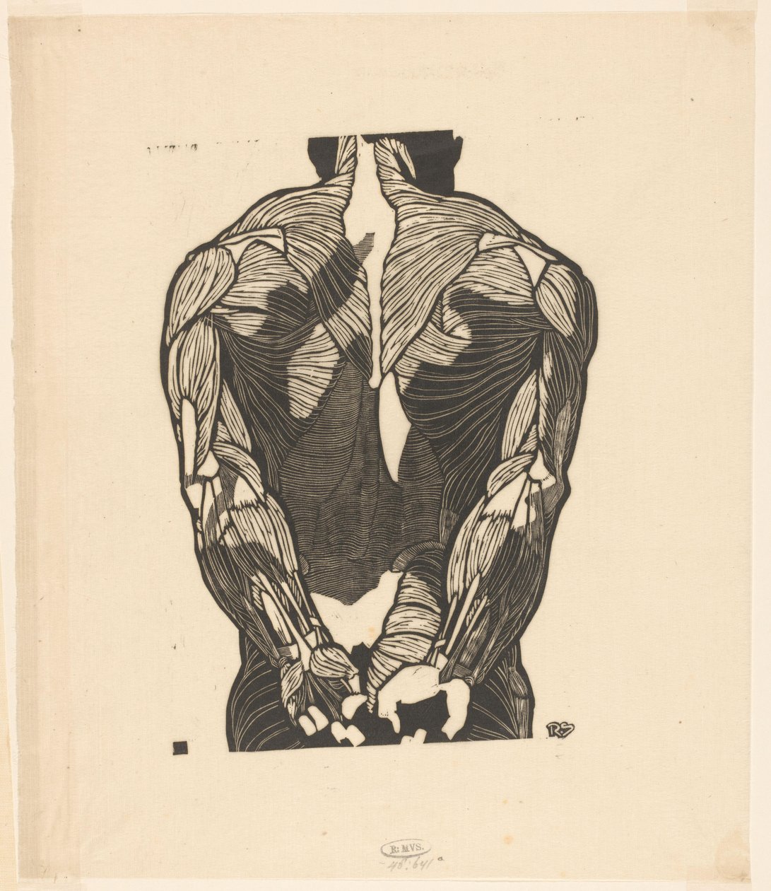 Anatomisk studie av en manns ryggmuskler av Reijer Stolk