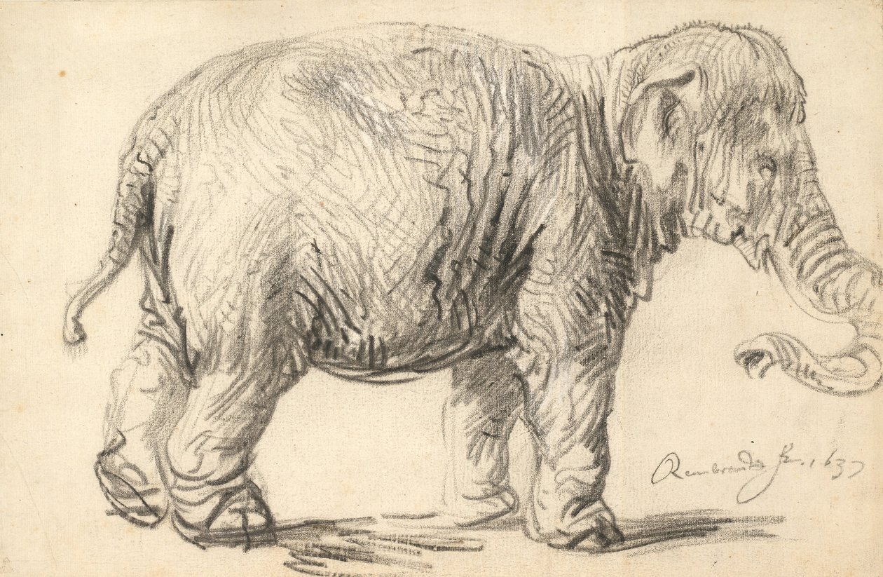 An Elephant av Rembrandt van Rijn