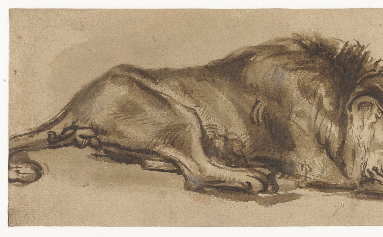 Studie av en løve som sover av Rembrandt van Rijn (copy after)