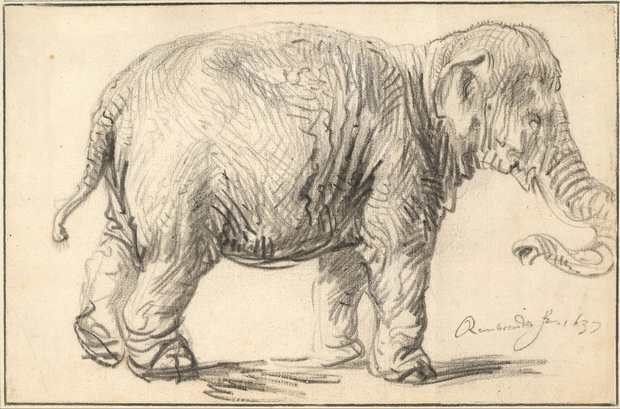 En elefant, 1637 av Rembrandt van Rijn