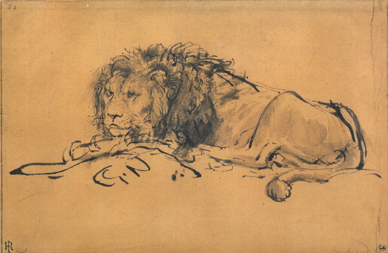 Løve hviler, vendt mot venstre, c1650 av Rembrandt van Rijn