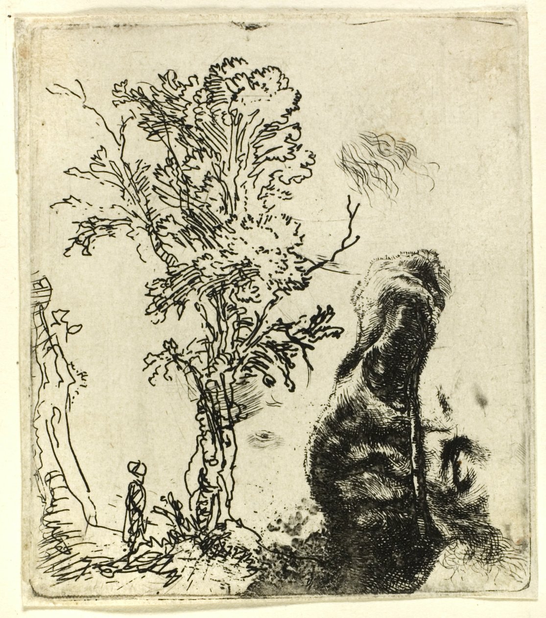 Ark med to studier: Et tre, og den øvre delen av hodet til kunstneren iført en fløyelshette av Rembrandt van Rijn