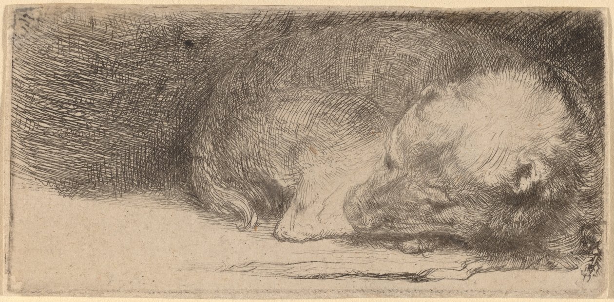 Sovende valp av Rembrandt van Rijn