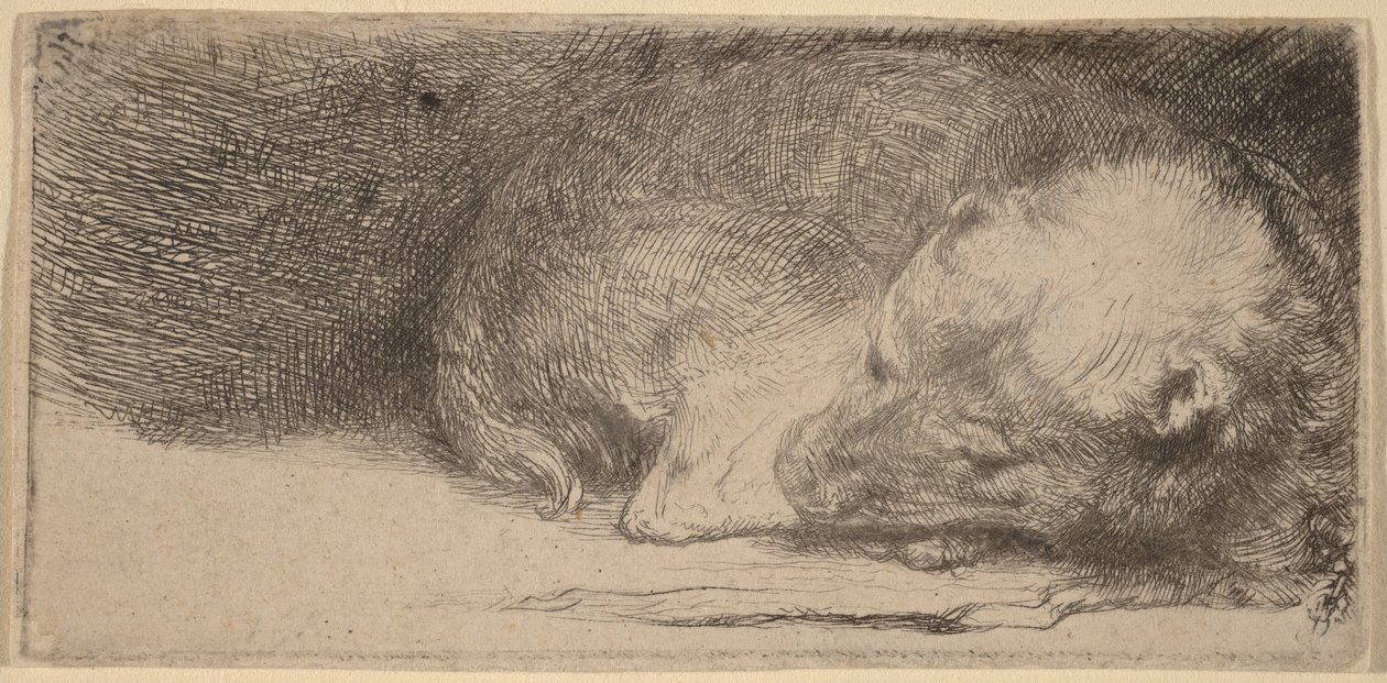 Sovende valp av Rembrandt van Rijn
