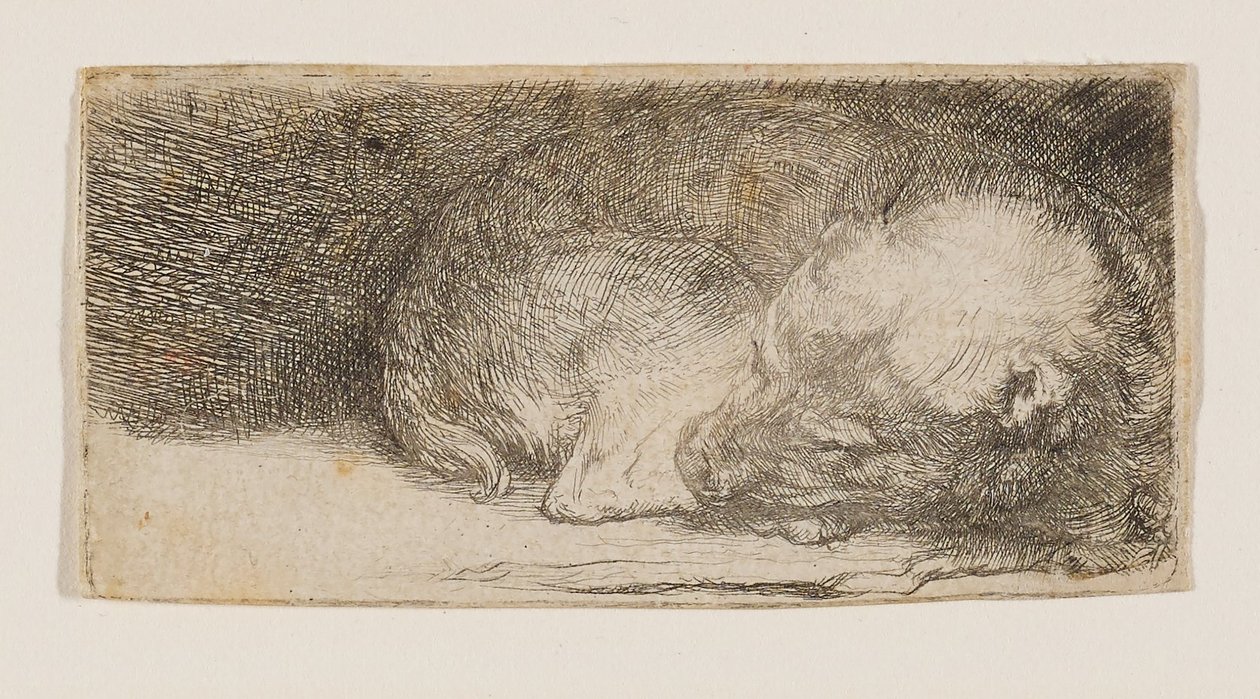 Sovende valp av Rembrandt van Rijn