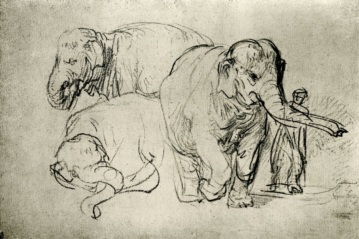 Studie av elefanter av Rembrandt van Rijn