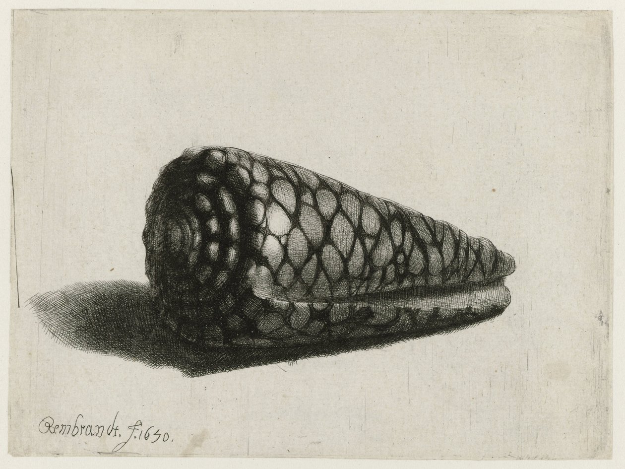 Skjellet (Conus marmoreus) Skallet av Rembrandt van Rijn