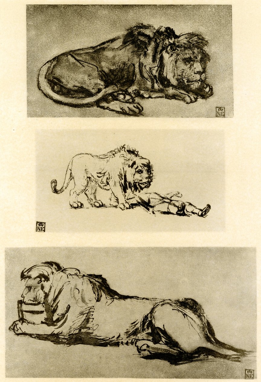 Tre løvestudier av Rembrandt van Rijn