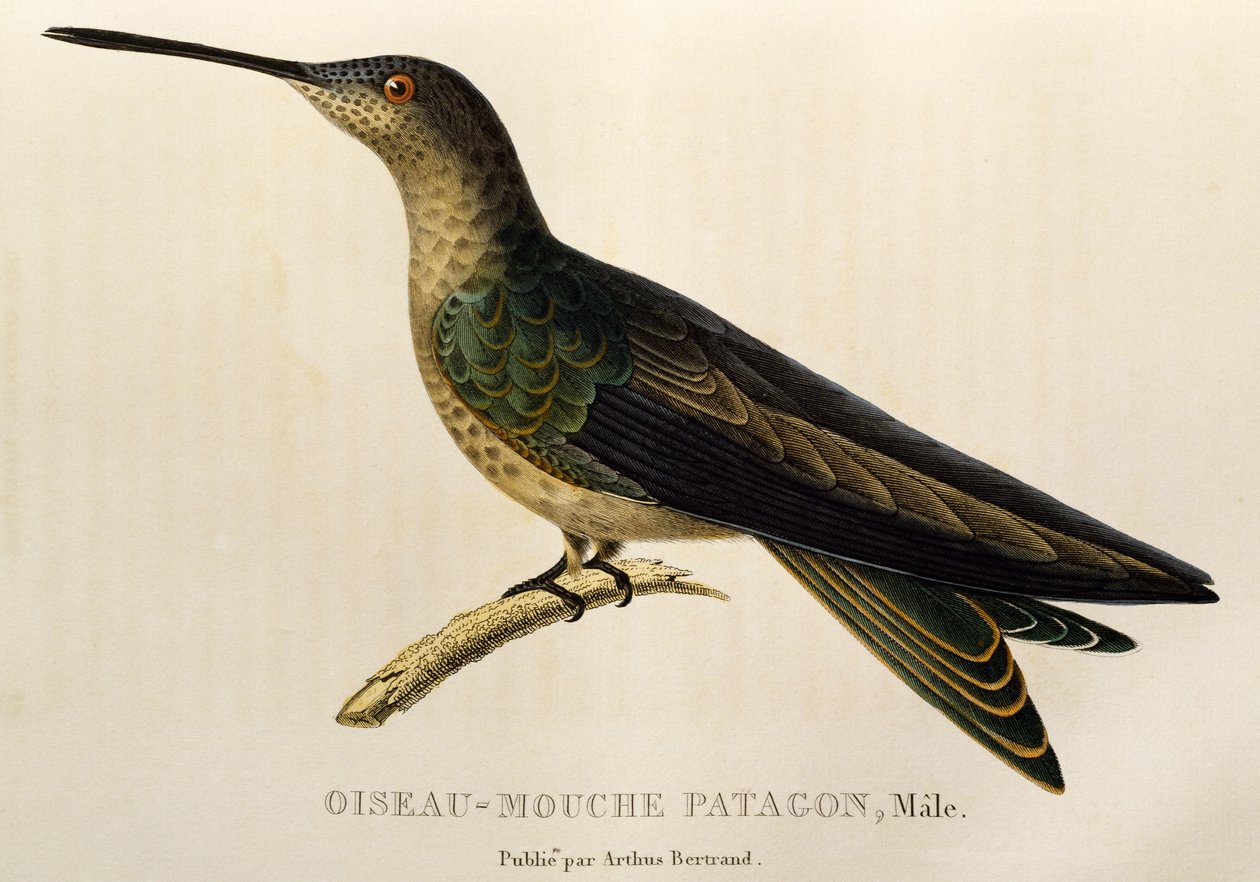 Kjempekolibri (Patagona gigas), gravering fra trochilidene eller kolibrier og kolibrier av René Primevère Lesson