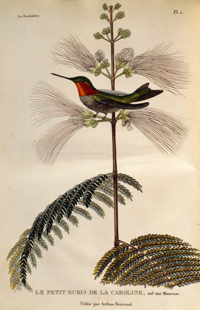 Ruby-throated Hummingbird (Archilochus colubris), gravering fra Les trochilidees ou les colibris et les oiseaux-mouches av René Primevère Lesson