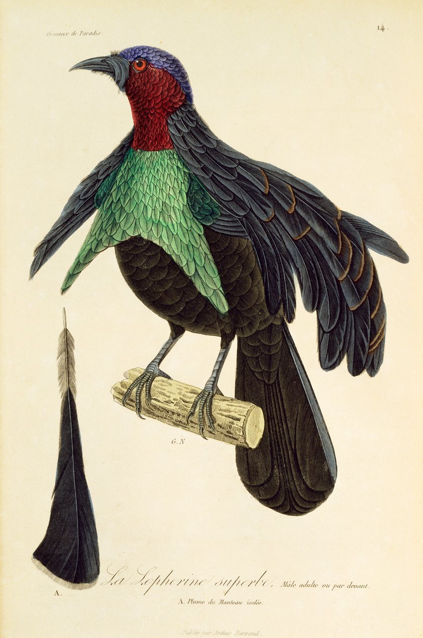Voksen hann av Superb Bird-of-Paradise (Lophorina superba), gravering fra Natural History of Birds of Paradise og Epimagues av René Primevère Lesson