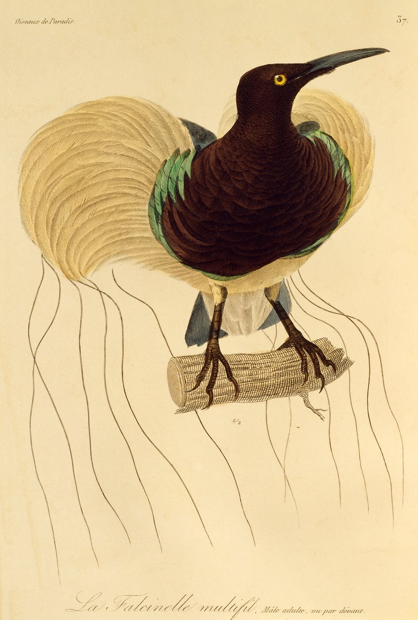 Voksen hann av tolvtrådet paradisfugl (Seleucidis melanoleuca), gravering fra Natural History of Birds of Paradise og Epimagues av René Primevère Lesson