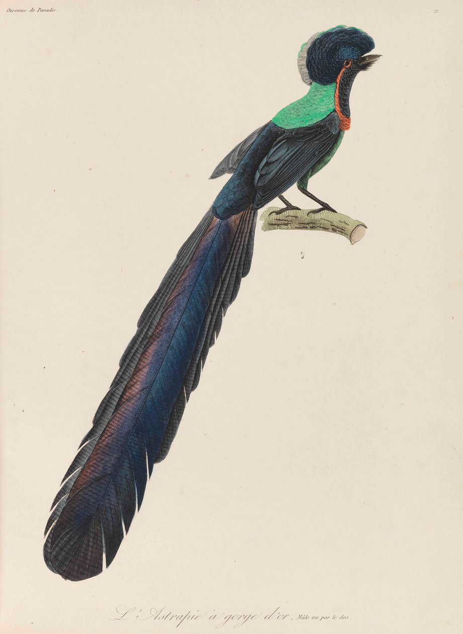 Paradisfuglen, 1835. av René Primevère Lesson
