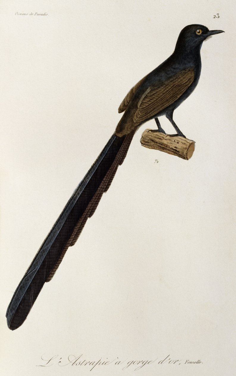 Gorget Bird-of-paradise hunn, gravering fra Natural history of birds of paradise and epimagues av René Primevère Lesson