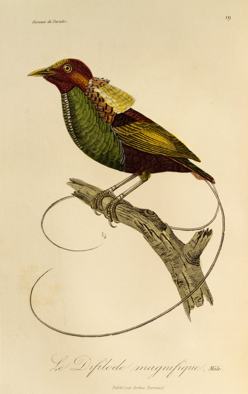 Hann av den storslåtte paradisfuglen (Cicinnurus magnificus), gravering fra Natural History of Birds of Paradise og Epimagues av René Primevère Lesson