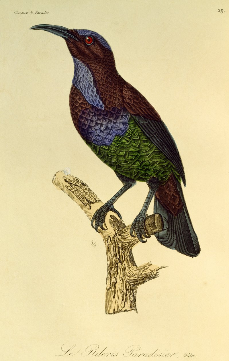 Male of Paradise Riflebird (Ptiloris paradiseus), gravering fra Natural History of Birds of Paradise og Epimagues av René Primevère Lesson