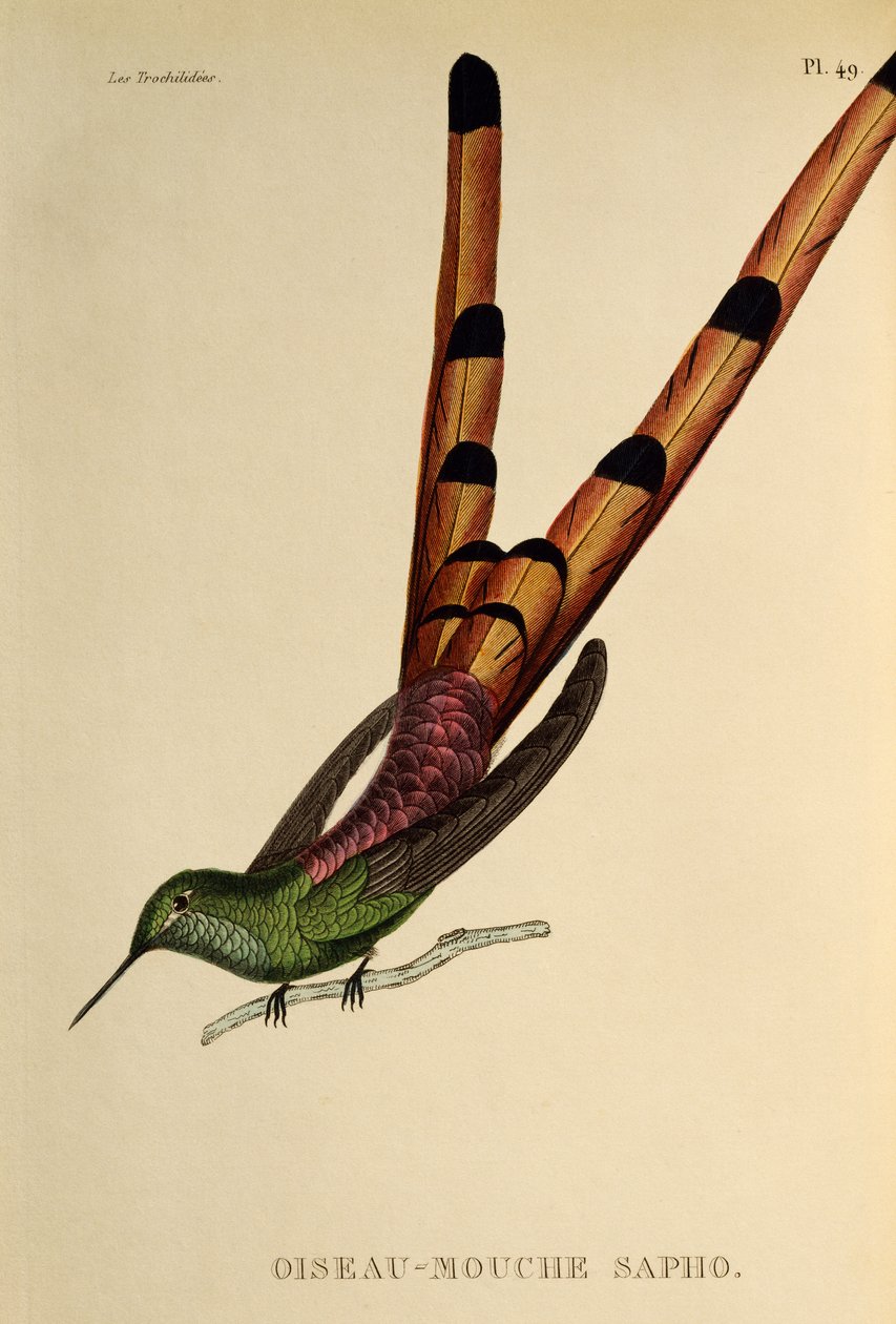 Rødhalekomet (Sappho sparganurus), gravering fra trochilidene eller kolibrier og kolibrier av René Primevère Lesson