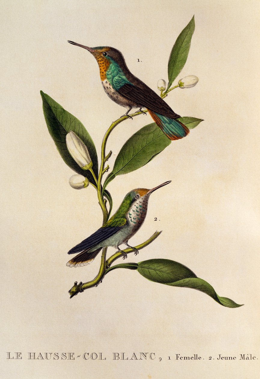 Ruby-topaz Hummingbird hunn og ung hann (Chrysolampis mosquitus), gravering fra Les trochilidees ou les colibris et les oiseaux-mouches av René Primevère Lesson