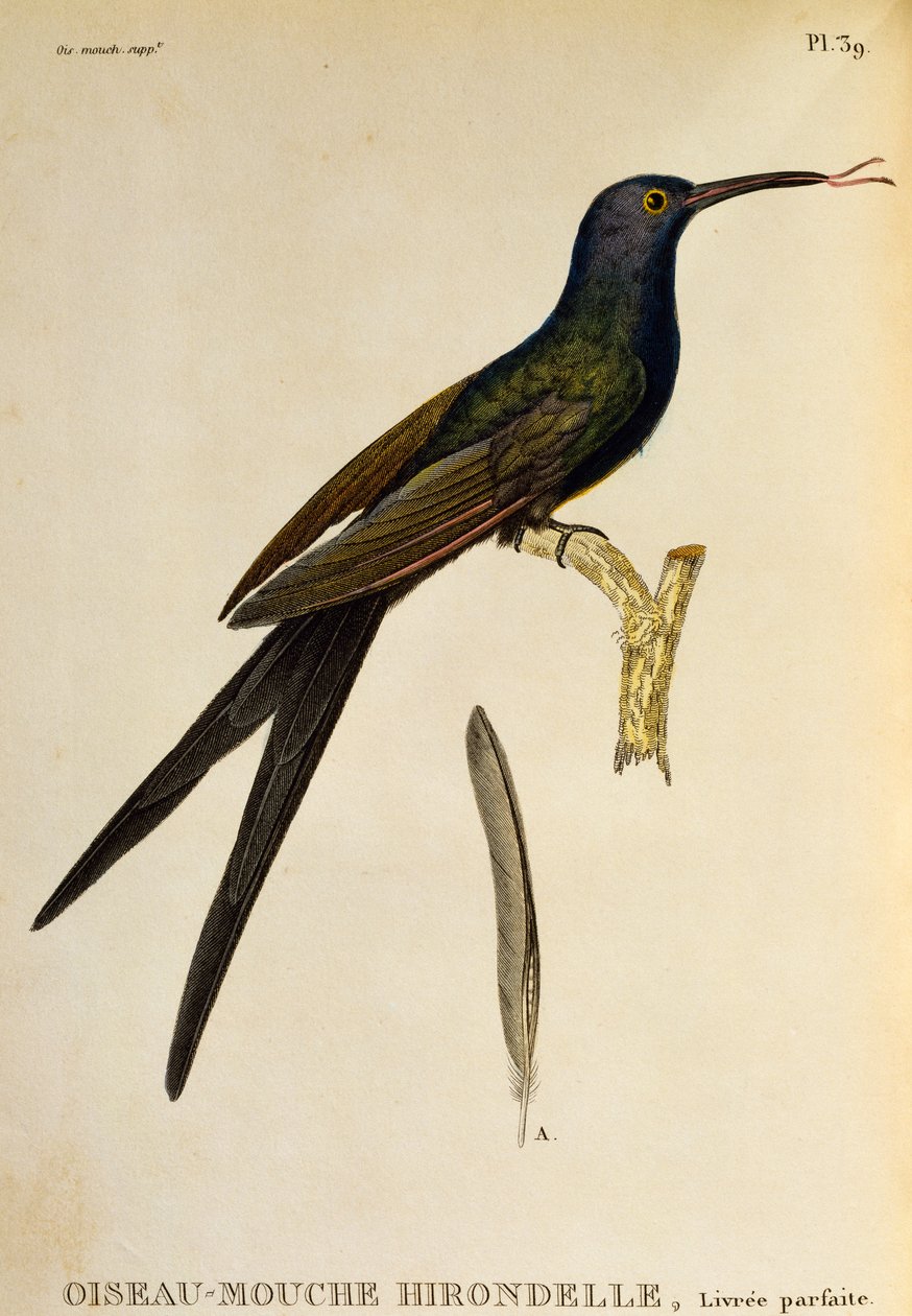 Svalehalekolibri (Eupetomena macroura), gravering fra Les trochilidees ou les colibris et les oiseaux-mouches av René Primevère Lesson