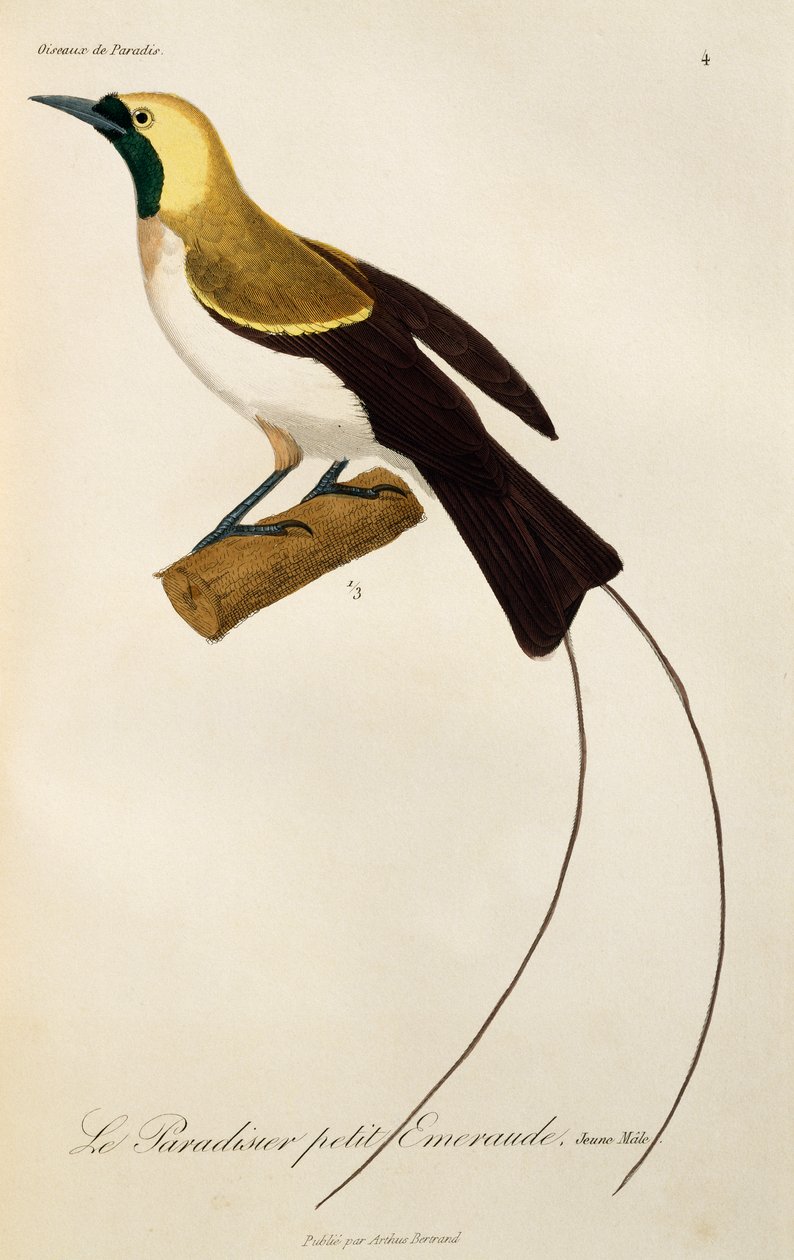 Ung hann av Lesser Bird-of-Paradise (Paradisaea minor), gravering fra Natural History of Birds of Paradise og Epimagues av René Primevère Lesson