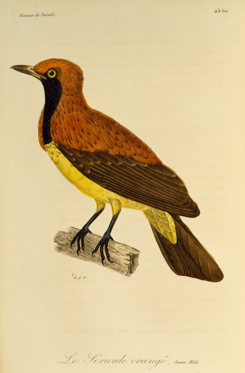 Ung hann av Masked Bowerbird (Sericulus aureus), gravering fra Natural History of Birds of Paradise og Epimagues av René Primevère Lesson