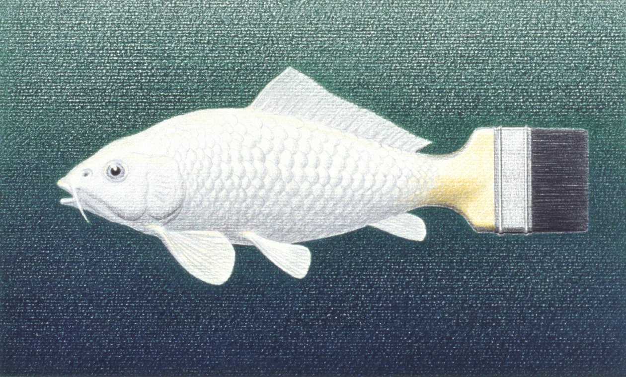 Brushfish, 2003, Fargeblyanttegning på papir av Rene Boin